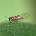 Metatrioza neotriozella