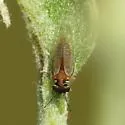 Metatrioza neotriozella - photo 2