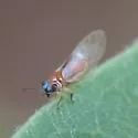 Metatrioza neotriozella - photo 3