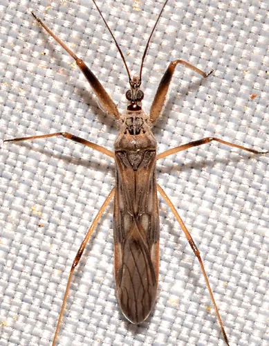 Metatropiphorus belfragii