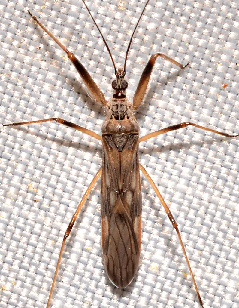 Metatropiphorus belfragii - photo 2