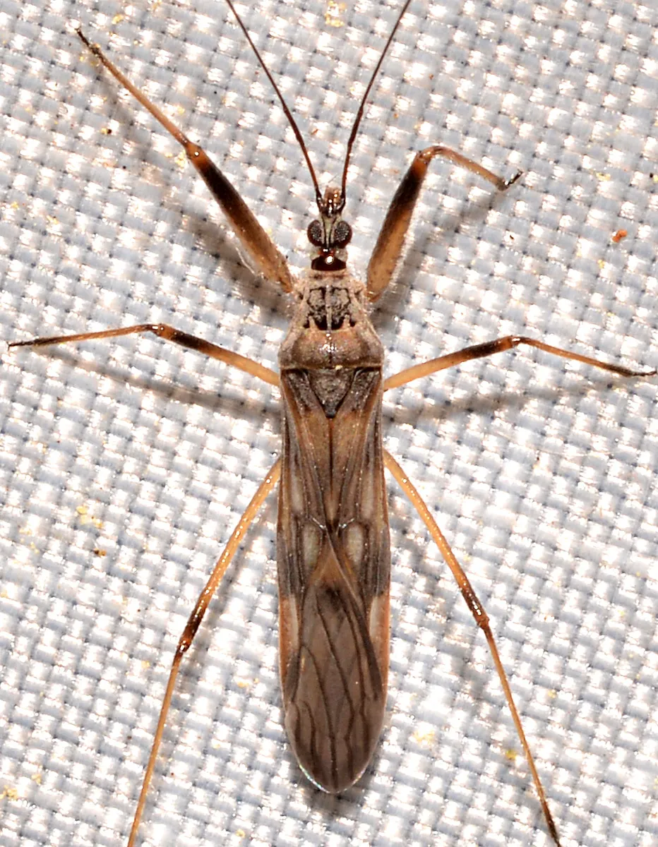 Metatropiphorus belfragii - photo 3