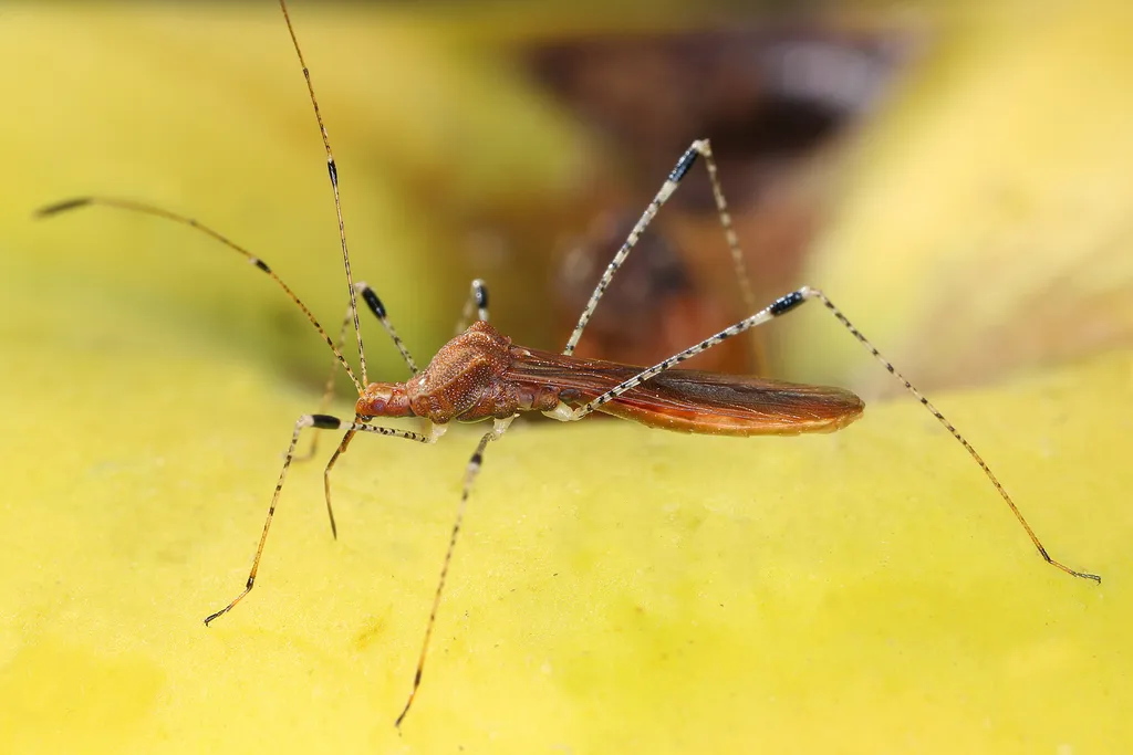 Metatropis rufescens - photo 2