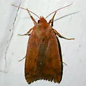 Southern Sallow Moth - Hodges#9945.1