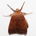 Southern Sallow Moth - Hodges#9945.1 - photo 4