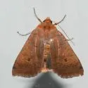 Southern Sallow Moth - Hodges#9945.1 - photo 5