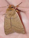 Unsated Sallow - Hodges#9943