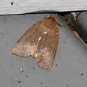 Unsated Sallow - Hodges#9943 - photo 2