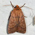 Unsated Sallow - Hodges#9943 - photo 5
