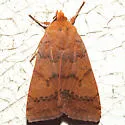 Footpath Sallow Moth - Hodges#9945