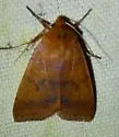 Footpath Sallow Moth - Hodges#9945 - photo 5