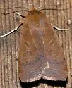 Holly Sallow Moth - Hodges#9945.2