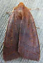 Holly Sallow Moth - Hodges#9945.2 - photo 4