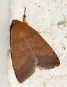 Holly Sallow Moth - Hodges#9945.2 - photo 5