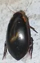 Metaxydytes fraternus - photo 3