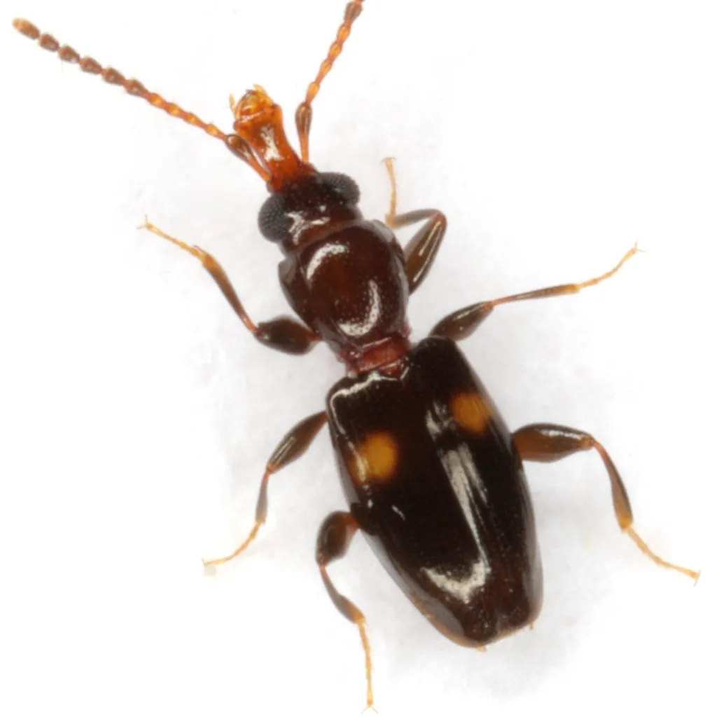 Metaxyphloeus texanus - photo 2