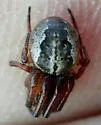 Metazygia wittfeldae
