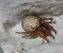 Metazygia wittfeldae - photo 2