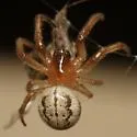 Metazygia wittfeldae - photo 3