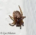 Metazygia wittfeldae - photo 4