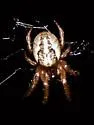 Metazygia wittfeldae - photo 5