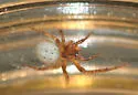 Metazygia zilloides - photo 2