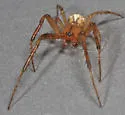 Metazygia zilloides - photo 4