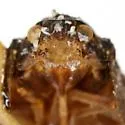 Metcracis fusca