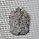 Metcracis fusca - photo 2