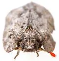 Metcracis fusca - photo 3