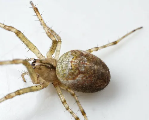 Metellina mengei