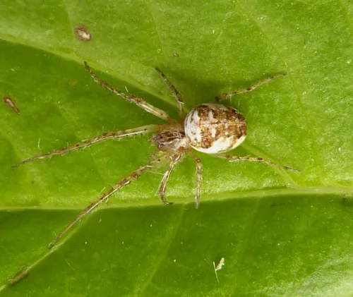 Metellina mengei - photo 3