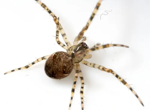 Metellina merianae