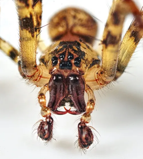 Metellina merianae - photo 2