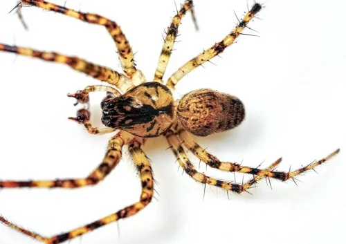 Metellina merianae - photo 3