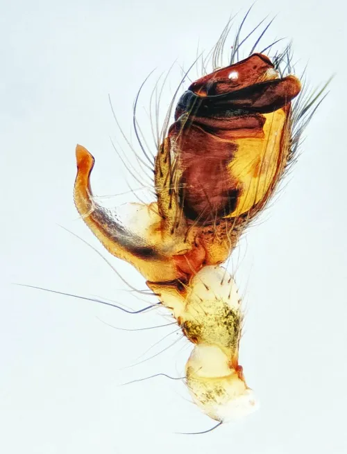 Metellina merianae - photo 4