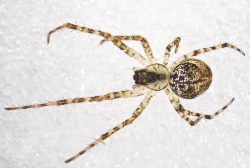 Metellina merianae - photo 5