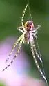 Metellina mimetoides