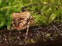 Metellina mimetoides - photo 4