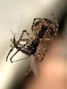 Metellina mimetoides - photo 5