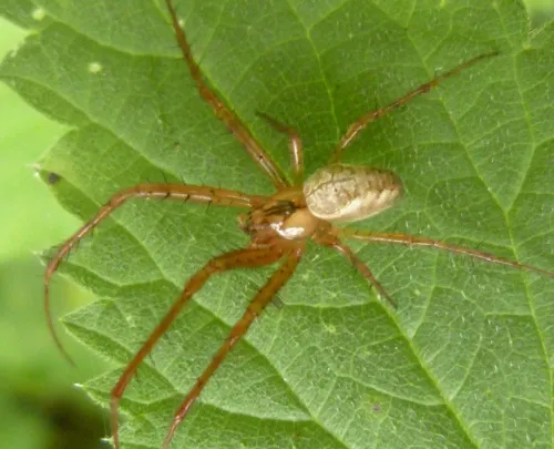 Metellina segmentata