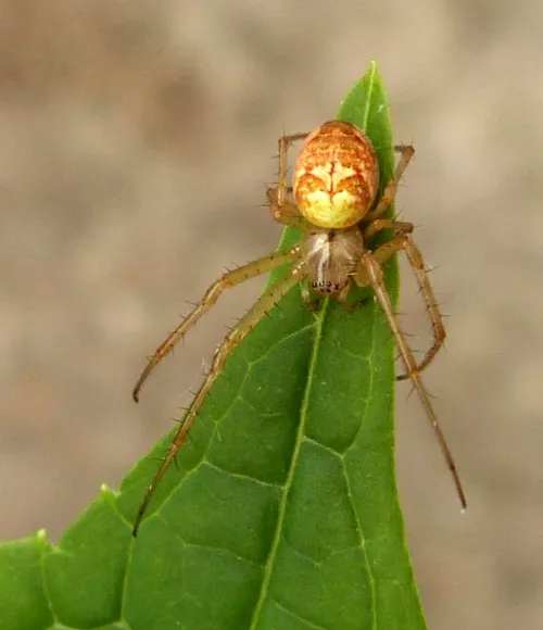 Metellina segmentata - photo 3