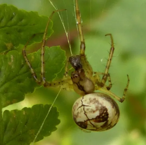 Metellina segmentata - photo 4