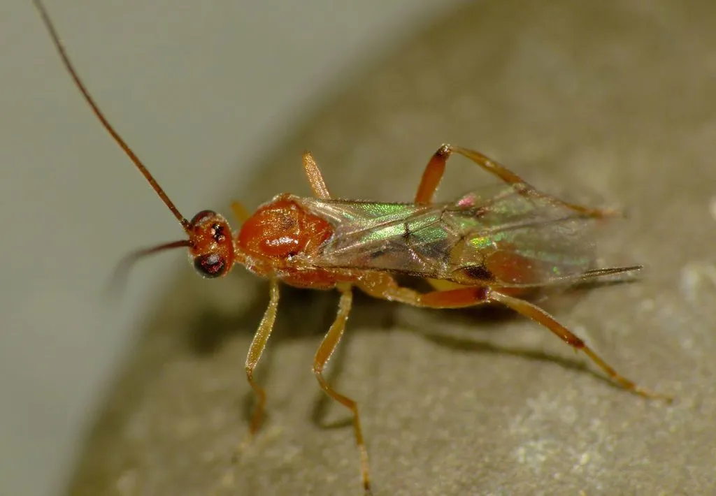 Basket Cocoon Wasp - photo 2