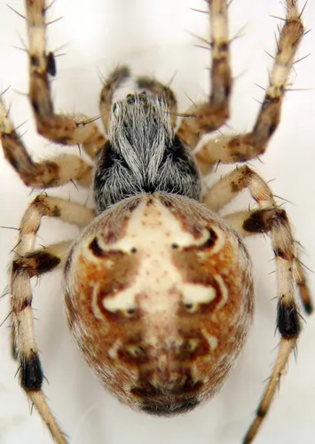 Metepeira arizonica