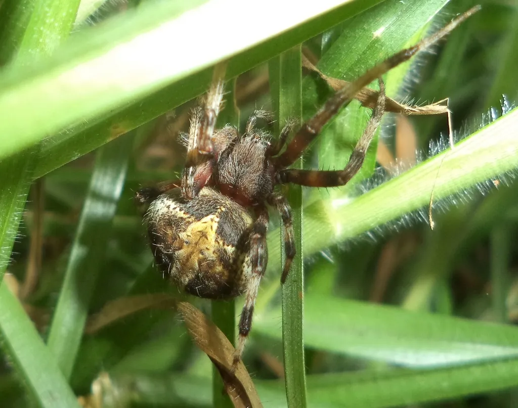Metepeira crassipes - photo 2