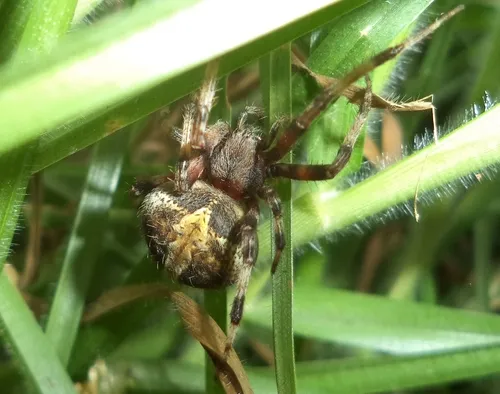 Metepeira crassipes - photo 3