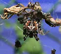 Labyrinth Orbweaver