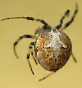 Labyrinth Orbweaver - photo 3
