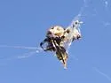 Labyrinth Orbweaver - photo 4